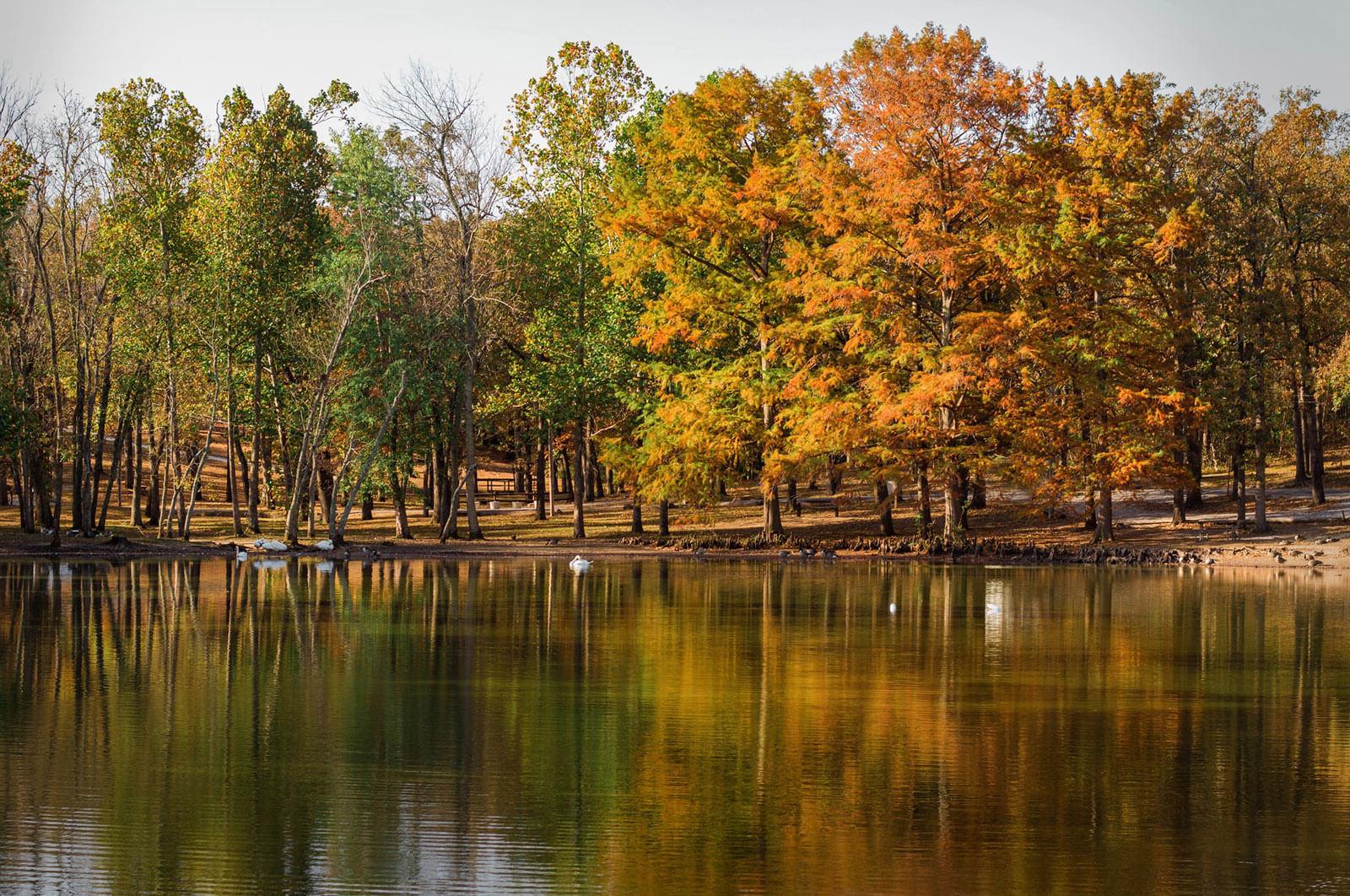 天鹅在被秋天的树木环绕的湖中游泳